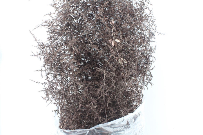 <h4>Asparagus Wilde Copper</h4>