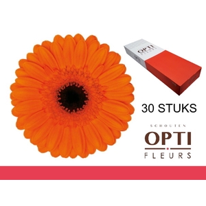 GE MI CARAMBA-Doosx30