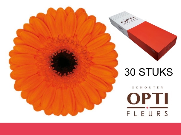 <h4>GE MI CARAMBA-Doosx30</h4>