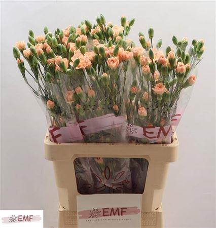 <h4>Di Tr Salada</h4>