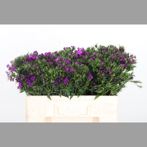 Di Barbatus Aldo Purple Bicolor