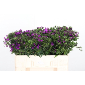 Di Barbatus Aldo Purple Bicolor