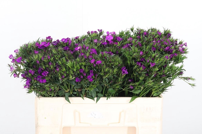 <h4>Di Barbatus Aldo Purple Bicolor</h4>