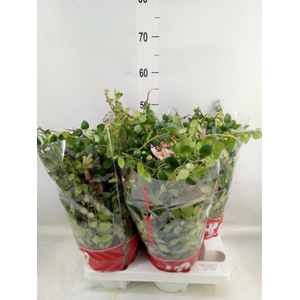 Aeschynanthus  'Pink Polka'