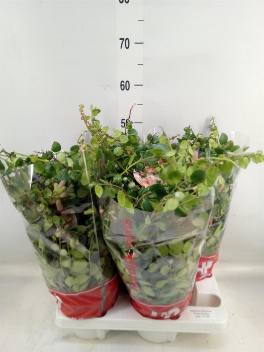 <h4>Aeschynanthus  'Pink Polka'</h4>