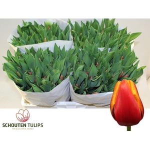 TU EN BOLROYAL HAPPY