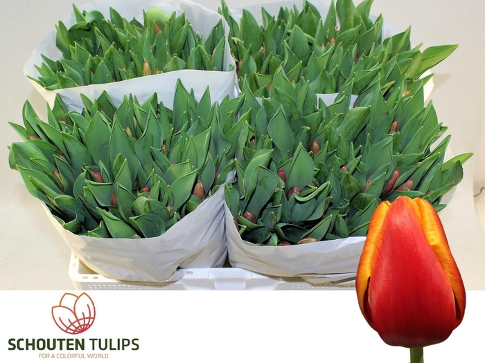 <h4>TU EN BOLROYAL HAPPY</h4>