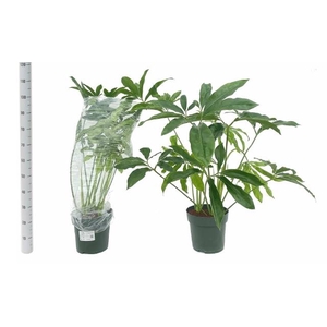 Philodendron Funny Bunny 27Ø 140cm