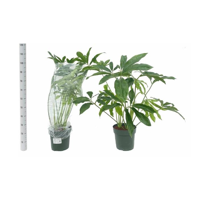 <h4>Philodendron Funny Bunny 27Ø 140cm</h4>