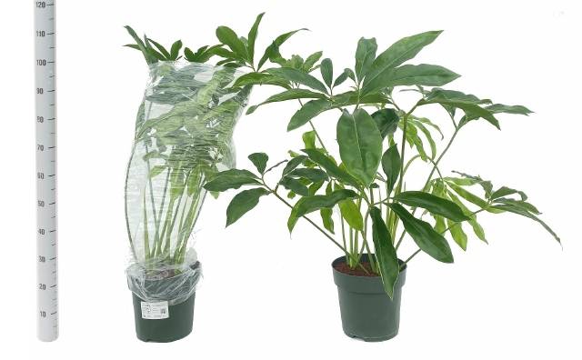 Philodendron Funny Bunny 27Ø 140cm