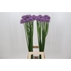 Allium Gladiator