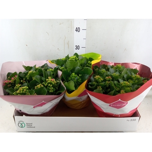 Kalanchoe blos.   ..mix 4