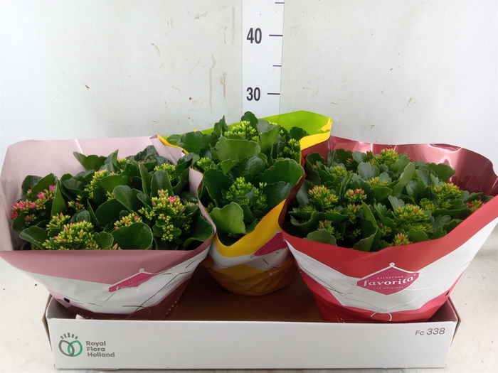<h4>Kalanchoe blos.   ..mix 4</h4>