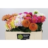 Dahlia Gemengd in fust