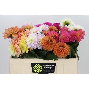 Dahlia Gemengd in fust