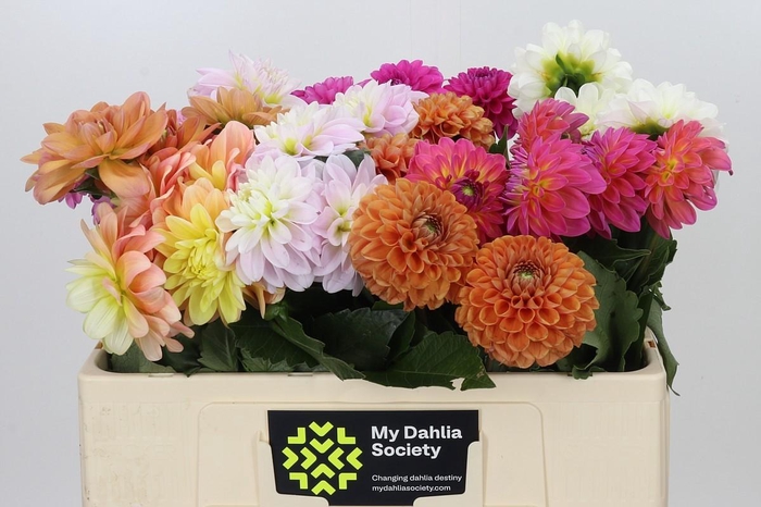 <h4>Dahlia Gemengd in fust</h4>