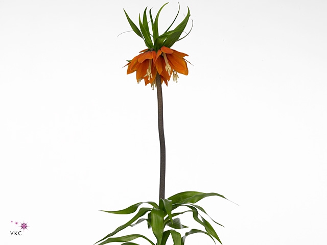 FRIT IM ORANGE BEAUT