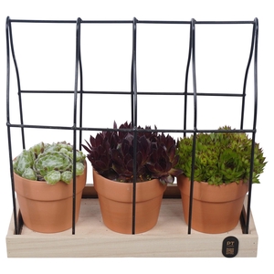 PTS7476 Arrangement Sempervivum in metalen rek in terracotta potje