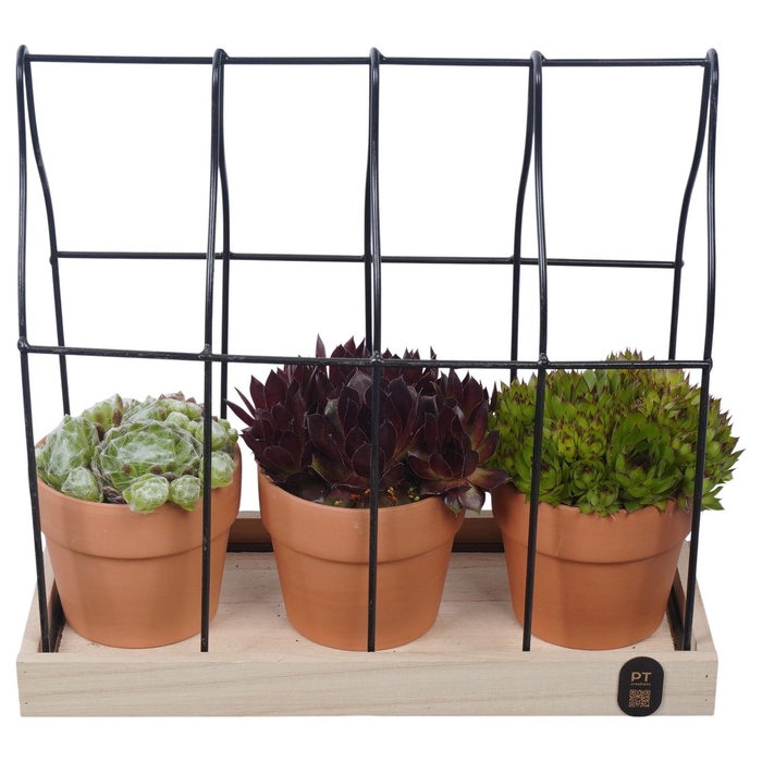 <h4>PTS7476 Arrangement Sempervivum in metalen rek in terracotta potje</h4>