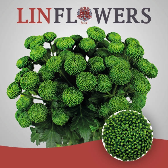 Chr. Tr Deligreen 90gr