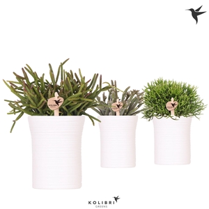 Kolibri Greens Rhipsalis mix in Furrow pot white