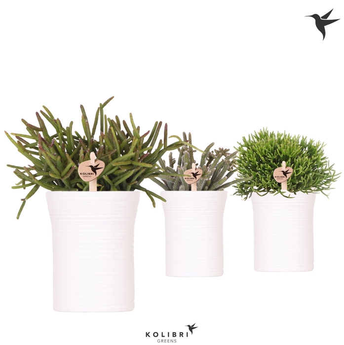 <h4>Kolibri Greens Rhipsalis mix in Furrow pot white</h4>