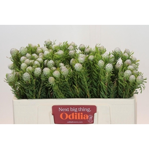 Leucadendron Ayoba Jade Pearl