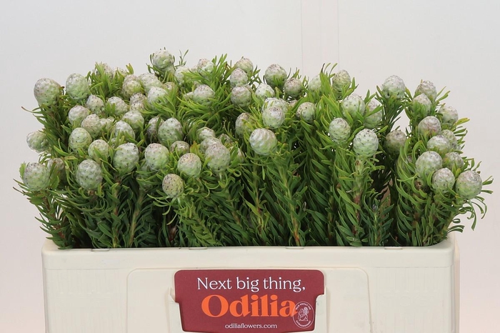 <h4>Leucadendron Ayoba Jade Pearl</h4>