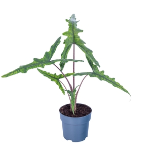 Alocasia Sabrina Narrow 17cm