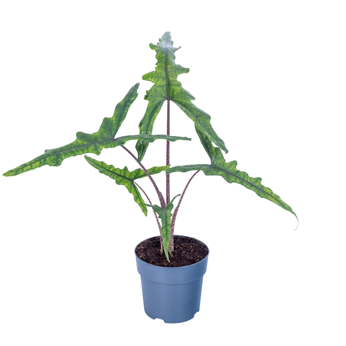 <h4>Alocasia Sabrina Narrow 17cm</h4>