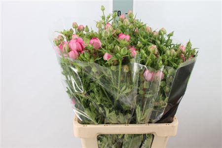 <h4>Ran N Moderna Dolce Pink</h4>