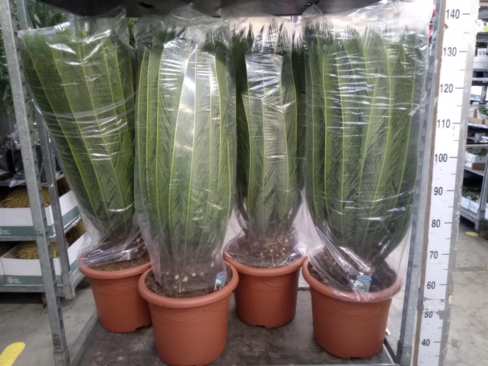 <h4>Cycas revoluta</h4>