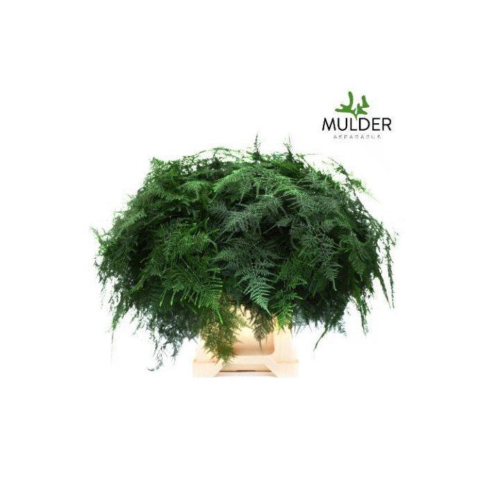 <h4>ASPARAGUS SETACEUS</h4>