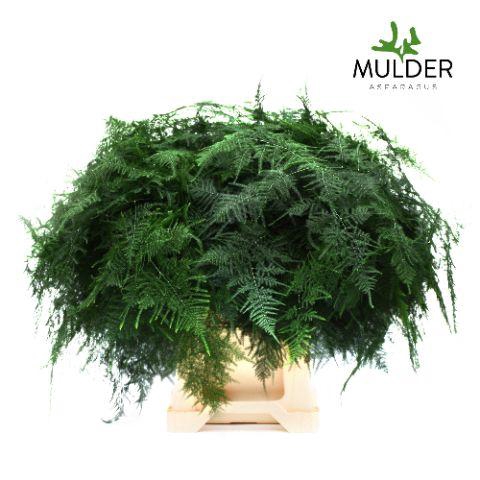 <h4>ASPARAGUS SETACEUS</h4>