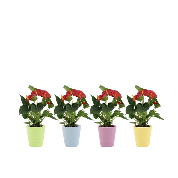 <h4>Anthurium Diamond Red in Sylvia ceramics</h4>