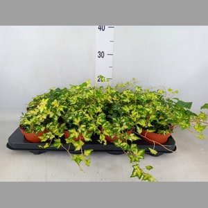 Hedera helix 'Golden Jytte'