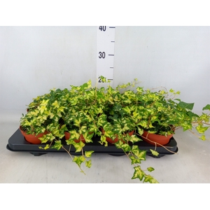 Hedera helix 'Golden Jytte'