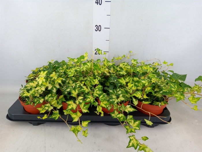 <h4>Hedera helix 'Golden Jytte'</h4>