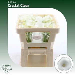 Calla Crystal Clear