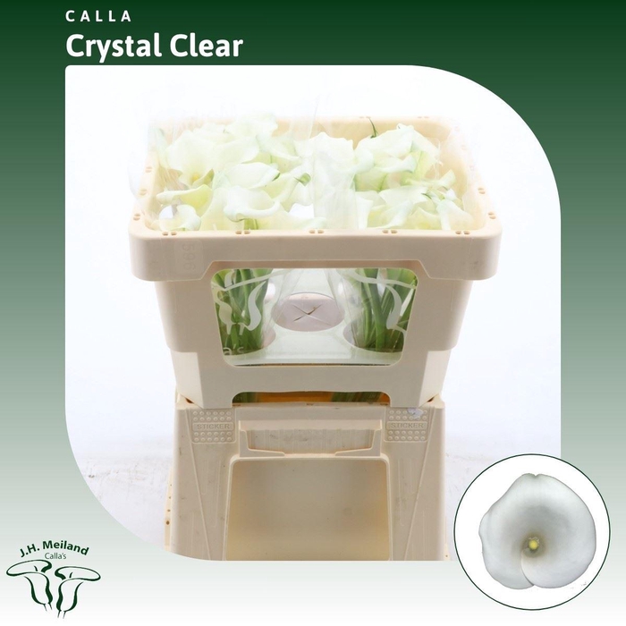 <h4>Calla Crystal Clear</h4>