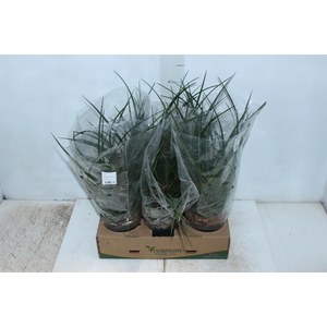 TILLANDSIA CYANEA P12
