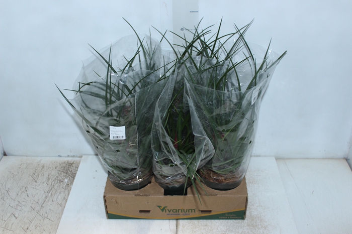 <h4>TILLANDSIA CYANEA P12</h4>