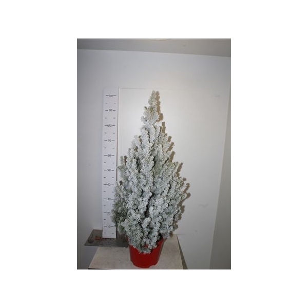 <h4>Picea Gl December Snow</h4>