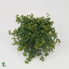 Peperomia Isabelle 14Ø 40cm