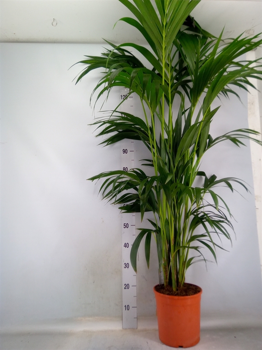 <h4>Howea forsteriana</h4>