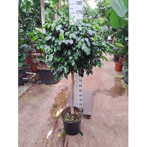 Ficus