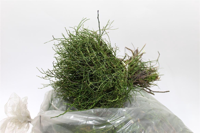 <h4>Heidelbeer Vaccinium In Zak</h4>