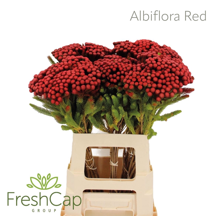 <h4>Albiflora Red</h4>