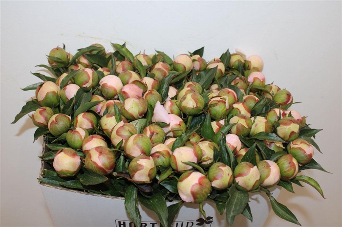 <h4>Paeo L Pecher</h4>