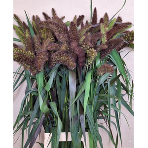 SETARIA IT RED JEWEL